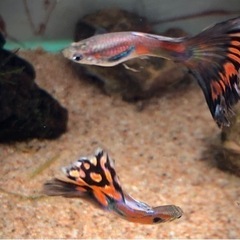 【ミックスグッピー 】稚魚〜成魚 10匹1セット、3セットまで