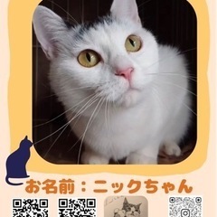 ちょっと個性的な柄の女の子【譲渡会参加】