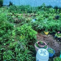 自然農、有機栽培、藍染、草木染、里山、有機農法、廃材建築、精油、バーマカルチャーの仲間を募集 − 東京都