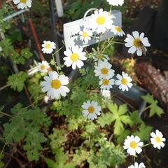 タナセタム  ジャックポット🌼.*  花  ☆苗☆ガーデニング ...