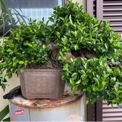 極太ガジュマル盆栽