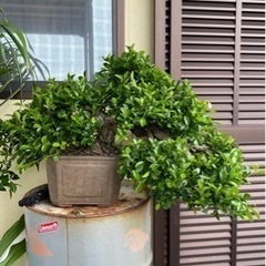 極太ガジュマル盆栽