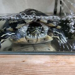 カメの里親を探しています。
