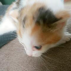 子猫の里親募集しています！
