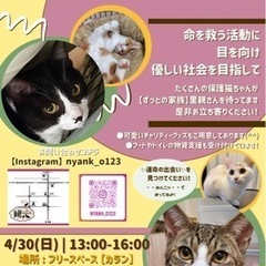 4/30(日)第9回岡田ほごねこ譲渡会