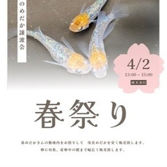 めだか安くお譲りします(*´∀`)ﾉ