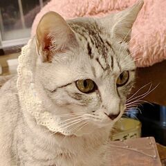【4月21日】猫カフェで癒されながら猫ちゃんを描いてみませんか？