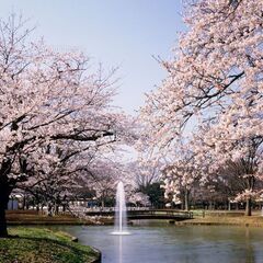 【参加者募集中】4/1(土)13:00～　 代々木公園でコストコ...