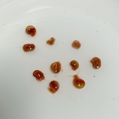 レッドラムズホーン　10匹