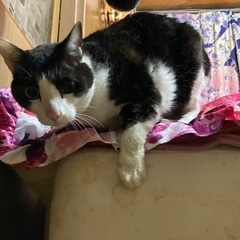 オッドアイの猫ちゃん - 猫