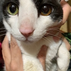 オッドアイの猫ちゃん - 大田市