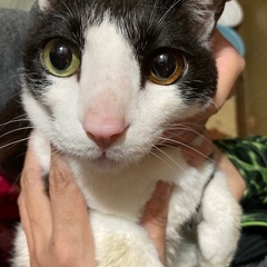 オッドアイの猫ちゃんの画像
