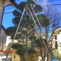 庭木の剪定・伐採1本¥1000から！「夫婦の植木屋さん♪」本間ガーデンサービス！土浦より - 土浦市