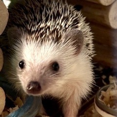 ハリネズミ
