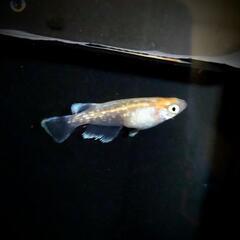 ブロンズ紅白 メダカ 有精卵 25個の画像