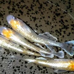 ブロンズ紅白 メダカ 有精卵 25個