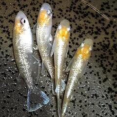 ブロンズ紅白 メダカ 有精卵 25個の画像