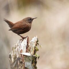 滋賀ローカル　野鳥好き専用　オープンチャット