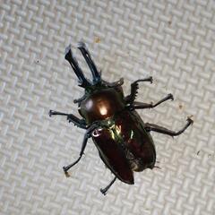 値下げしました！ ニジイロクワガタ オス2頭メス4頭生体成虫 (2)   の画像