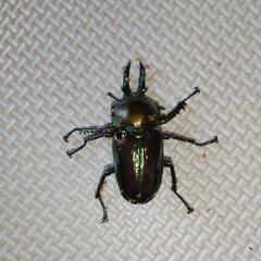 値下げしました！ ニジイロクワガタ オス2頭メス4頭生体成虫 (2)   の画像