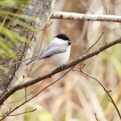 滋賀ローカル　野鳥好き専用　オープンチャット - 高島市