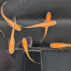 メダカ【楊貴妃】10匹の画像