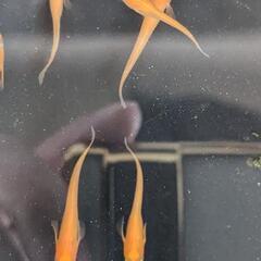 メダカ【楊貴妃】10匹の画像