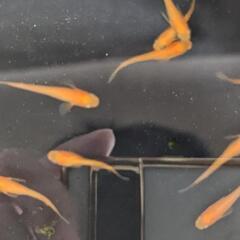 メダカ【楊貴妃】10匹の画像