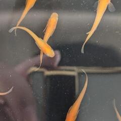 メダカ【楊貴妃】10匹の画像