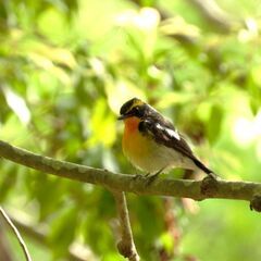 滋賀ローカル　野鳥好き専用　オープンチャット − 滋賀県
