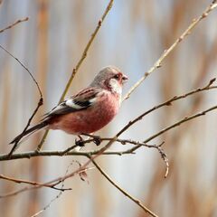 滋賀ローカル　野鳥好き専用　オープンチャット - メンバー募集