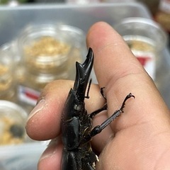 オオクワガタ ホワイトアイ トリオ ♂︎︎ ♀︎︎ ♀の画像