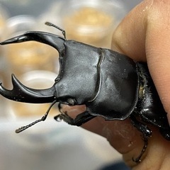 オオクワガタ ホワイトアイ トリオ ♂︎︎ ♀︎︎ ♀の画像