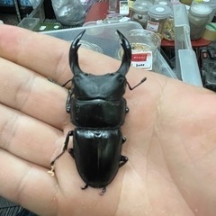 オオクワガタ ホワイトアイ トリオ ♂︎︎ ♀︎︎ ♀