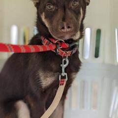 県外応募可能案件単身者応募可★保護犬さよりちゃん@神奈川県の画像