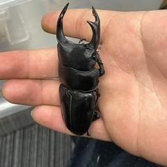 オオクワガタ 筑紫KS系統 ペアの画像