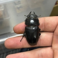 オオクワガタ 筑紫KS系統 ペアの画像