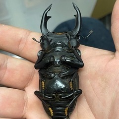 オオクワガタ 筑紫KS系統 ペアの画像