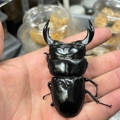 インドアンタエウスオオクワガタ ペア