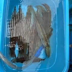 関東周辺の釣り好き仲間募集