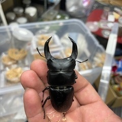 ホペイオオクワガタ ペア