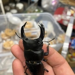 ホペイオオクワガタ ペアの画像