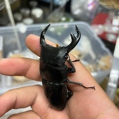 タイワンオオクワガタ ペアの画像