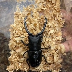 ギラファノコギリクワガタ 亜種ボロブドゥール ペア