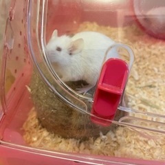 ハツカネズミ3匹/多頭飼育崩壊からの保護