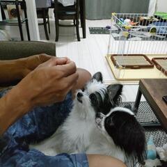 限定値下げ！犬用　ゲージ　の画像