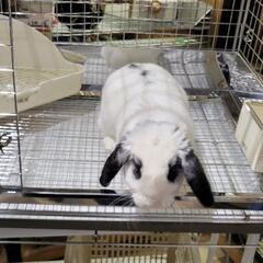 ロップイヤー　１ヶ月お試し飼育　うさぎ　2歳の男の子です🐰