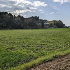 茨城県　茨城町農地　1200坪 水田　