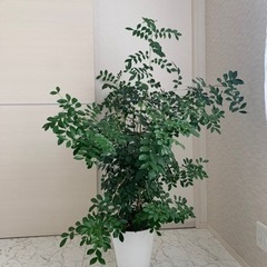 【シルクジャスミン（ゲッキツ）】恋愛運向上観葉植物