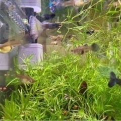 （交渉中）お待たせしました　水草バケツいっぱい